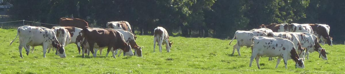 Melkkoeien in de wei